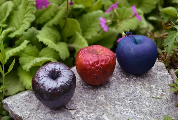 Three colorful painted or magic poisonous apples in the garden outdoors. Esoteric, gothic and occult background with magic objects, mystic and fairy tale concept
