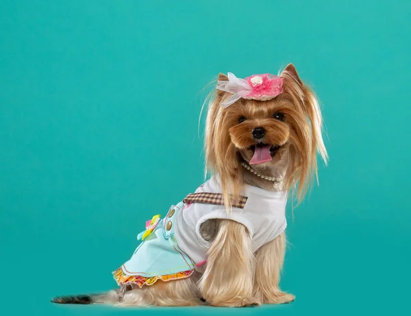 Yorkshire Terrier Dog  Isolated  on Blue Background in studio