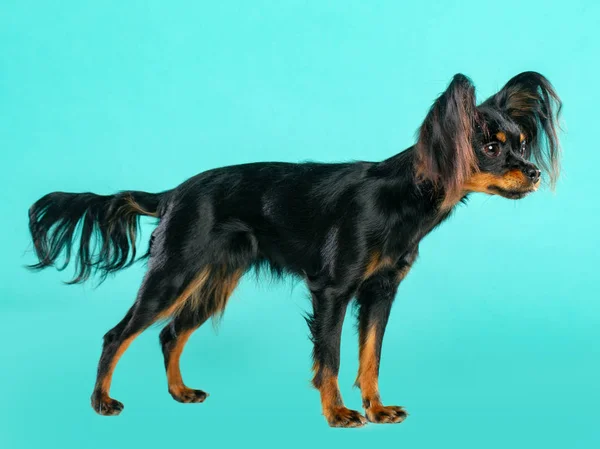 Toy Terrier Dog on Isolated Blue Background in studio