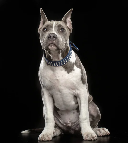 American Staffordshire Terrier Dog Isolated  on Black Background in studio
