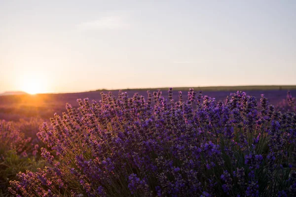 Prachtige Bloeiende Lavendel Zonsondergang Boven Een Veld Zon Gaat Onder — Stockfoto