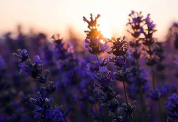 Paarse Lavendel Bloemen Avond Bij Zonsondergang Mooie Heldere Bloemen Achtergrond — Stockfoto
