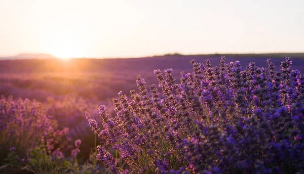 Geweldige Zonsondergang Boven Een Veld Van Bloeiende Lavendel Zon Gaat — Stockfoto