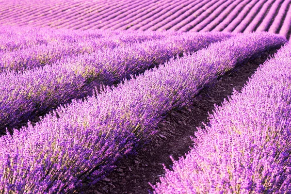 Eindeloze Rijen Geurige Bloeiende Lavendel Lavendelvelden Van Lavendelbloemen Beeld Voor — Stockfoto