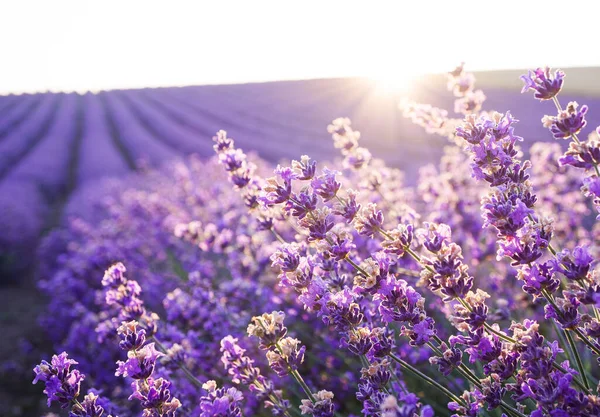 Prachtig Uitzicht Bloeiende Lavendelvelden Onder Een Heldere Ochtendhemel Rijen Struiken — Stockfoto
