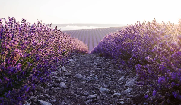 Een Pad Tussen Bloeiende Lavendelstruiken Verbazingwekkend Natuurlijk Landschap Prachtig Landschap — Stockfoto