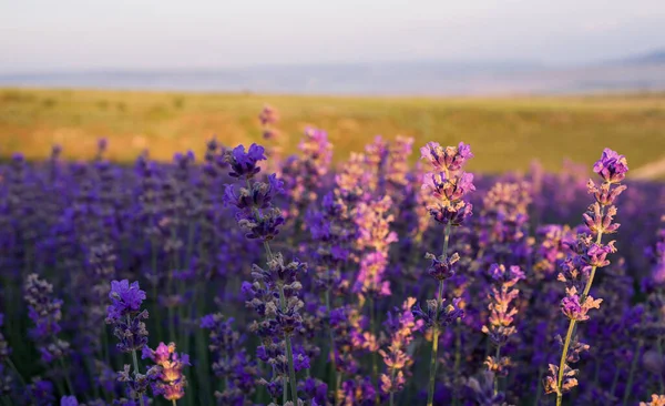Violette Struiken Lavendel Close Bij Zonsondergang Bloeiende Geurige Lavendelbloemen Aromatherapie — Stockfoto