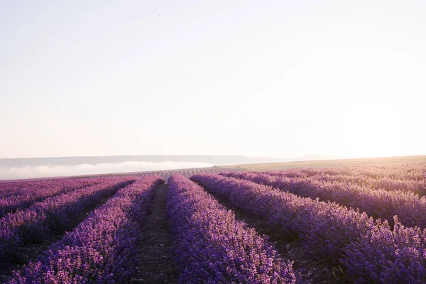 Grenzeloze Velden Van Geurige Bloeiende Lavendel Het Zonlicht Heldere Heldere — Stockfoto