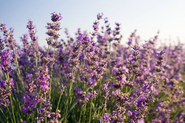 Paarse Lavendelbloemen Een Blauwe Heldere Hemelse Achtergrond Bloeiende Lavendel Het — Stockfoto