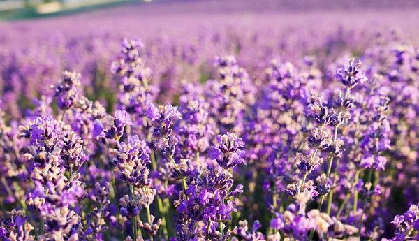Geweldig Uitzicht Lavendelveld Het Zonlicht Zonsondergang Boven Een Lavendelveld Mooie — Stockfoto