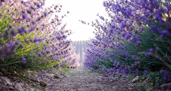 Stig Mellan Blommande Lavendelbuskar Fantastiskt Naturlandskap Vackert Landskap Med Linjer Stockbild