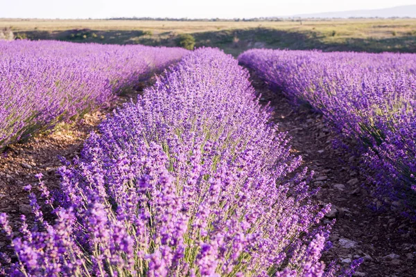 Rijen Geurige Lavendel Kleurrijke Zomervelden Een Zonnige Dag Prachtig Uitzicht — Stockfoto