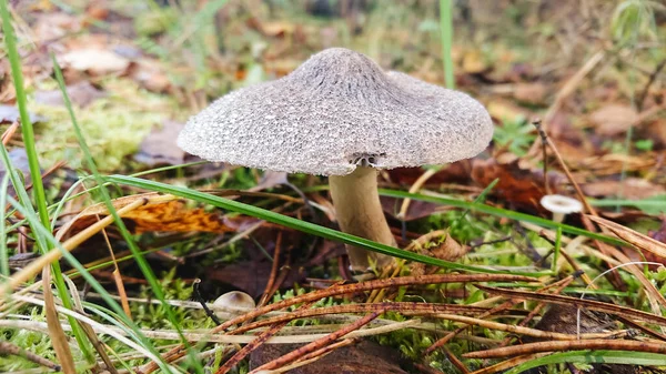 秋天的森林里 落叶丛中的蘑菇 头戴灰色烟熏帽 草丛中生长着野生的灰色蘑菇 侧视图 — 图库照片