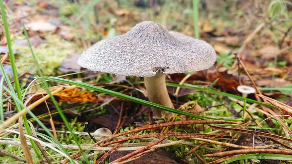 Houba Šedou Zakouřenou Čepicí Podzimním Lese Mezi Spadlými Listy Trávě — Stock fotografie