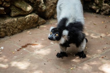 Lemur maymunu hayvanat bahçesinde dolaşıyor