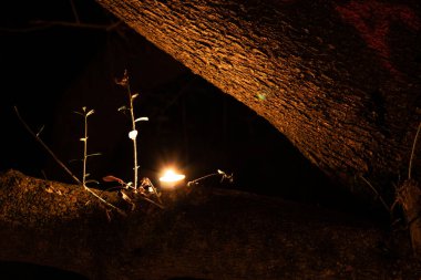 Ağacın dalında mum.