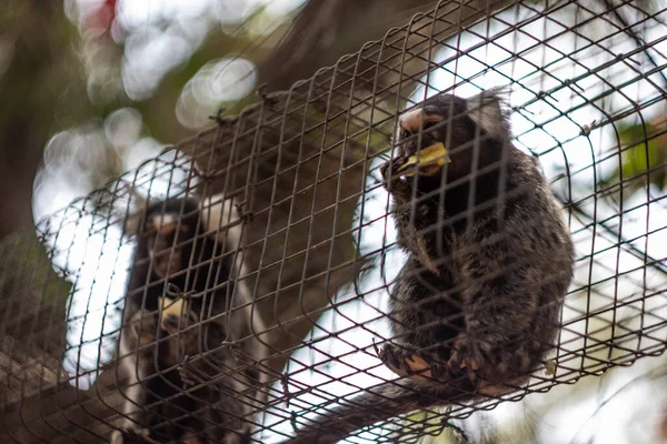 Marmoset Apa Äta Äpple Zoo — Stockfoto