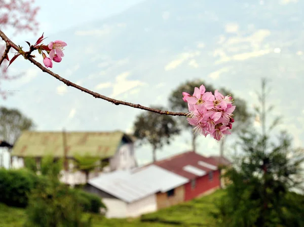 Cherry Completamente Fiore Sembra Ipnotizzante Temi Nel Sud Sikkim India — Foto Stock