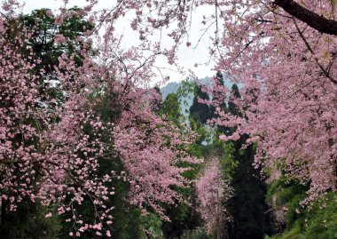 Kiraz çiçeği Güney Sikkim, Hindistan 'da Temi' de büyüleyici görünür. Burası her yıl kiraz ve yerel toplulukların bol bol toplandığı bir yer. Kiraz Festivali düzenler ve turistleri cezbederiz..  
