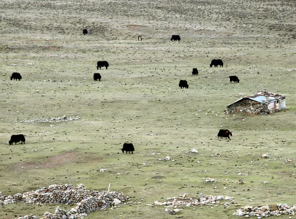 位于印度锡金北部海拔16500英尺的Phalung Valley的牦牛放牧全景 大约500只牦牛被牦牛牧民从低海拔地区迁移到高海拔地区 反之亦然 寻找牧场 — 图库照片