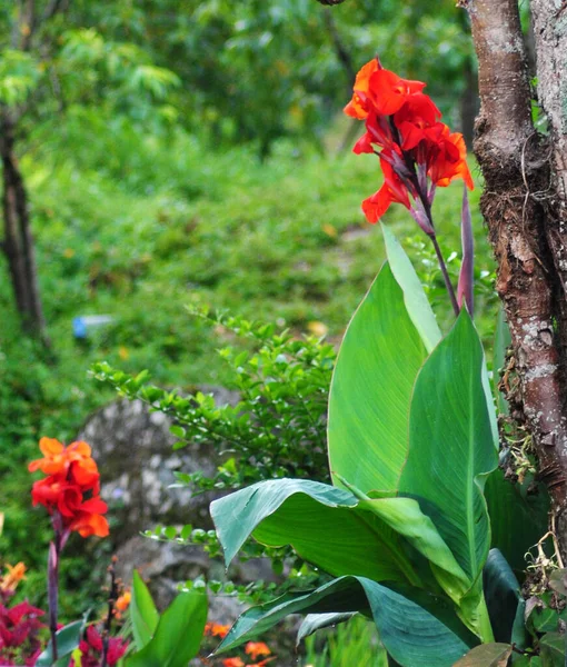 Fleur Gladiole Mixte Rouge Orange Entièrement Fleurie Semble Hypnotisant Dans — Photo