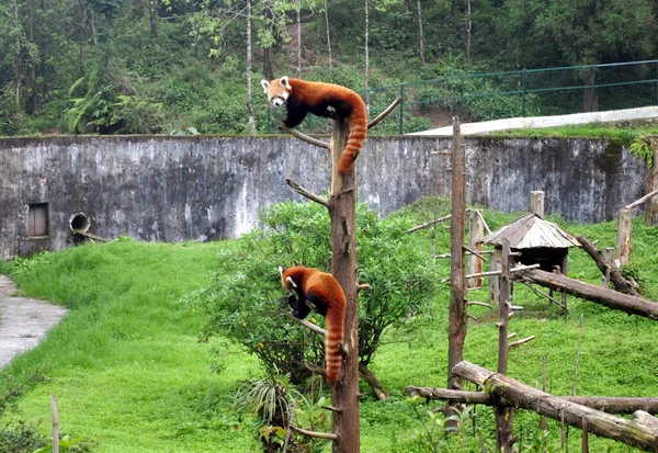 シッキム州ガントックのヒマラヤ動物園で遊んでいる赤いパンダのペア これはシキム州の動物であり 世界で最も絶滅危惧種です シッキムで見つかった赤いパンダは500頭だけで 世界で生存している約2000頭の動物がいます — ストック写真