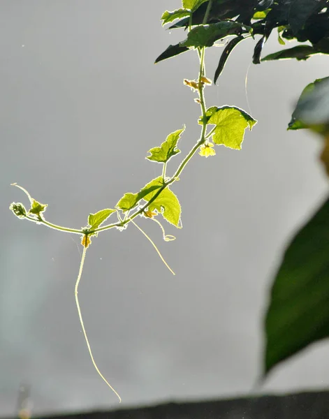 A tender budding plant blooms, coming out of the plants looks mesmerizing when sun rays touched it at Gangtok in Sikkim. Monsoon brings verdant lush greenery all around the world.