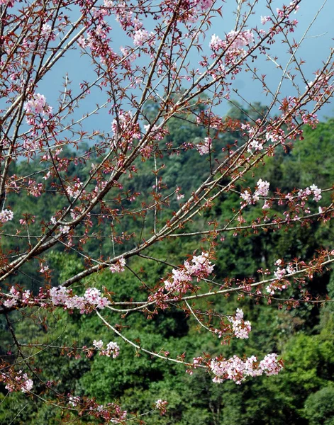 Цветение Сакуры Чонгай Окраине Ганток Восточном Сиккиме Индия — стоковое фото