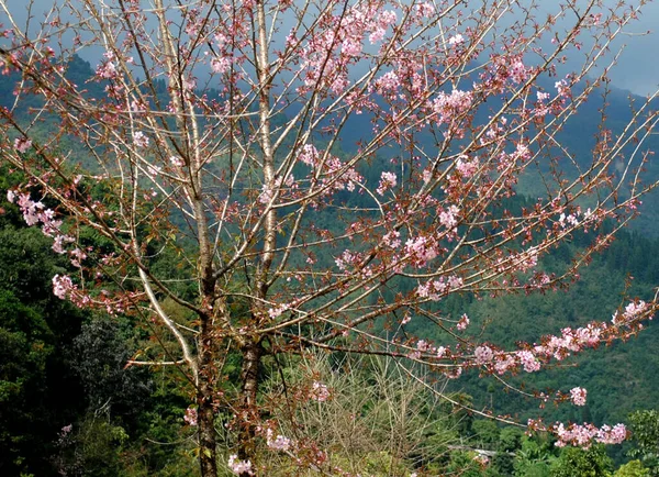 Kwiat Wiśni Chongay Obrzeżach Gangtok East Sikkim Indie — Zdjęcie stockowe
