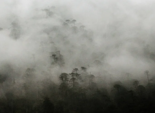 Nevoeiro Névoa Engolfaram Pinheiros Santuário Vida Selvagem Situado 12000 Pés — Fotografia de Stock