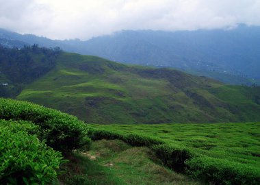 Lebong Çay Bahçesi 'nin yemyeşil manzarası Hindistan' daki Darjeeling 'de büyüleyici görünüyor. Harrisons Tea Company tarafından 1842 yılında 575 dönümlük arazisiyle kurulmuştur. Daha sonra 1942 yılında Lebong & Mineral Springs Co. Ltd. şirketine aittir.. 