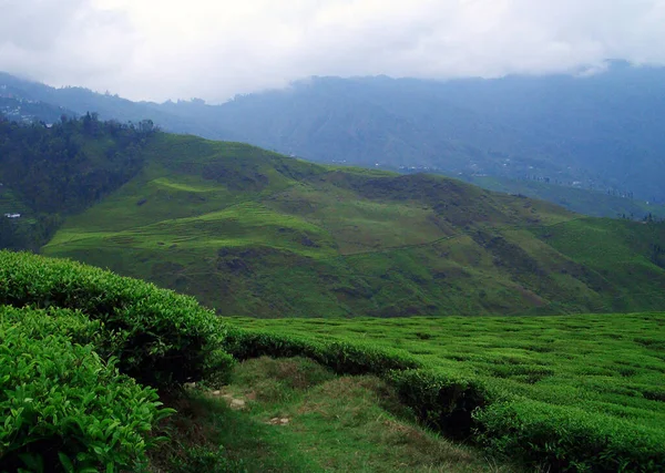 The verdant green view of Lebong Tea Garden looks mesmerizing at Darjeeling in India. It was established by Harrisons Tea Company in 1842 with 575 acres of land. Later it is owned by Indian company Lebong & Mineral Springs Co. Ltd. in 1942.