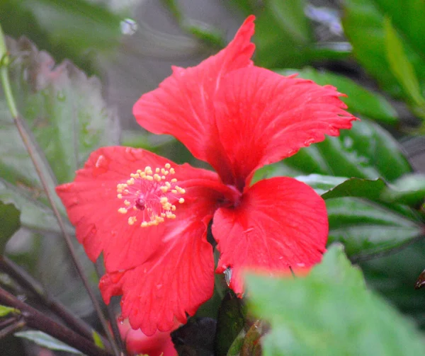 Mauve Rose Connue Sous Nom Botanique Hibiscus Fleurit Dans Jardin — Photo