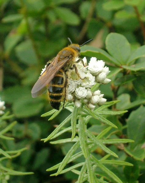 Eine Biene Saugt Blütennektar Und Sieht Bei Gumba Dara Kalimpong — Stockfoto