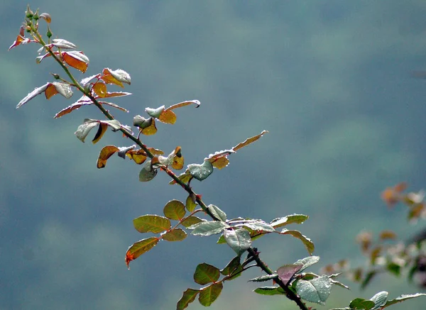 Fresh new budding plant of rose growing up in monsoon at Gangtok in Sikkim. Monsoon brings greenery everywhere in the world and gives tremendous pictorial views to capture.