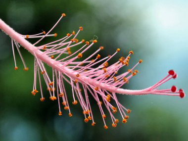 Hibiscus Kahire çiçeğinin üst taç yaprağı Hindistan 'daki Kalimpong' da büyüleyici görünüyor. Hibiscus Kahire 'nin 120 türü arasında Doğu Himalayalar' da Kalimpong ve Sikkim de dahil olmak üzere 37 tür bulunur.. 
