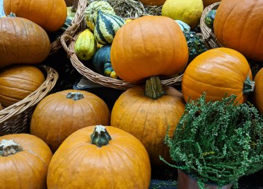 Dükkanda bir yığın portakal kabağı var. Mağazada sonbahar hasadı konsepti