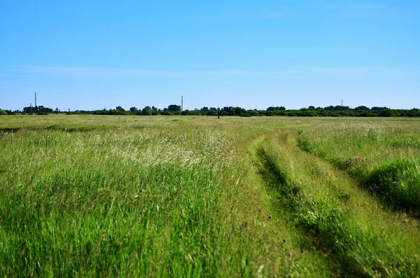 Route Dans Champ Les Vaches Les Moutons Paissent Milieu Herbe — Photo