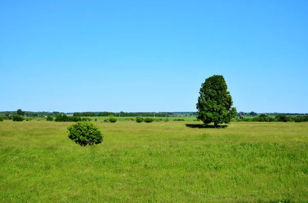 在一个阳光明媚的夏日 田野里的一棵树和灌木 牲畜在那里吃草 晴朗的蓝天 没有云彩 — 图库照片