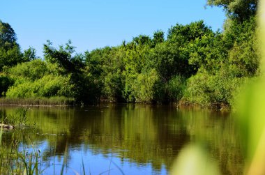Güneşli bir yaz gününde, kıyı boyunca yeşil çalılarla yakın bir nehir. Bulutsuz mavi gökyüzü.