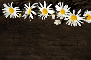 Papatya çiçekleri üst kenarda yatay oryantasyonu kopyalamak için dizilmiştir