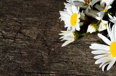 Papatya çiçekleri, sağ üst köşedeki ahşap arka planda bir çerçeve olarak çizilmiş ve fotokopi alanı yatay yönelimli.