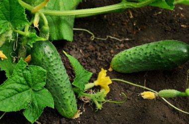 Yeşil taze salatalıklar seranın zemininde yatıyor, çiçek açmış küçük salatalıklar, çiftliğinin kırsal kesimlerinde.