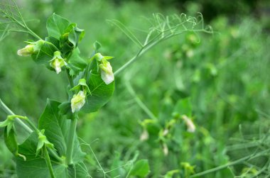 tüm bezelye yatağı, bezelye yakın çekim, yedek çiftlik, organik sebze yetiştirme