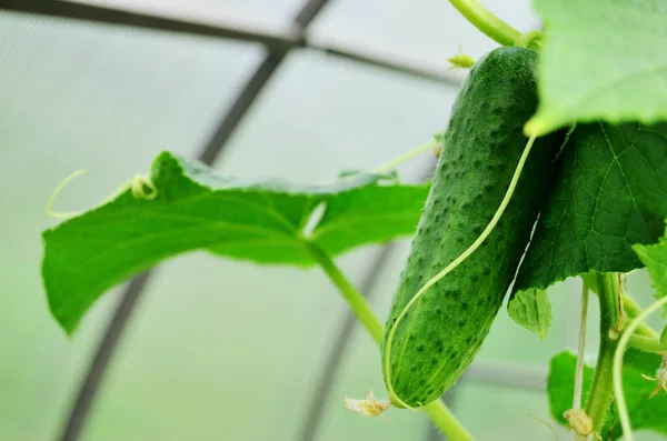 Pepino Verde Fresco Cuelga Entre Las Hojas Invernadero Campo Granja —  Fotos de Stock