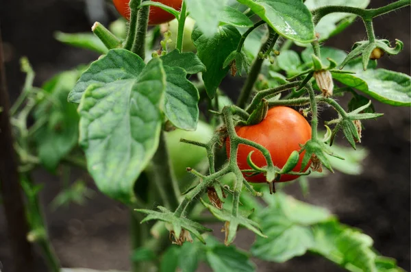 Röd Mogen Färsk Tomat Växer Tomatbuske Ett Växthus Ett Landsbygdsområde — Stockfoto