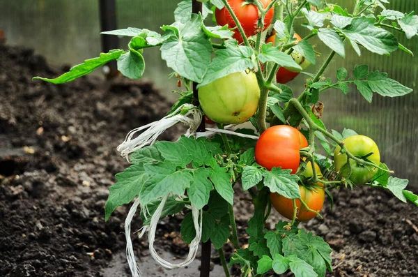 在温室 辅助农场种植成熟的红绿西红柿 为家人种植新鲜蔬菜 — 图库照片