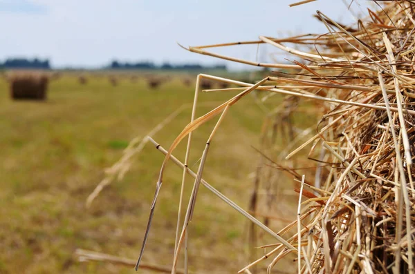 Hay Collected Bale Close Field Hay Bales Agriculture Pet Food — Stock Photo, Image