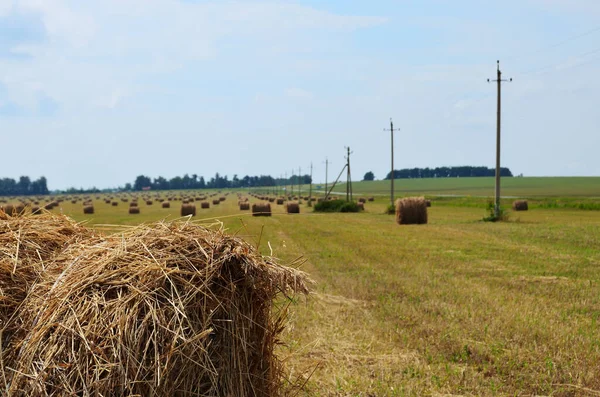 Тюків Сіна Полі Крупним Планом Тлі Дороги Збирання Врожаю Худоби — стокове фото