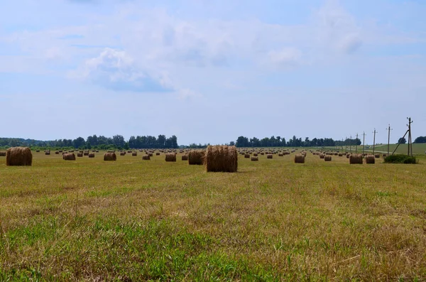 Field Which Straw Collected Feeding Pets Winter Agriculture — Stock Photo, Image